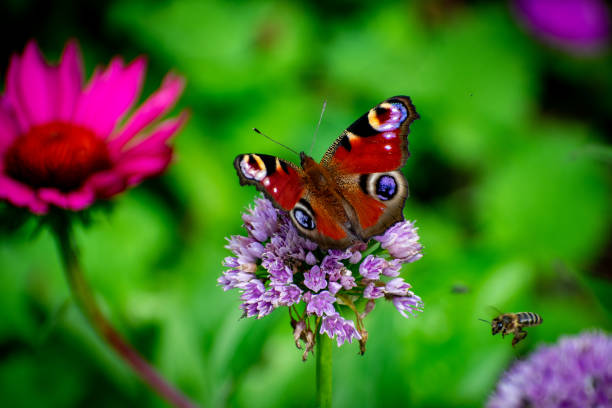 Peacock butterfly on an alium A deep red winged butterfly with peacock purple spots. peacock butterfly stock pictures, royalty-free photos & images