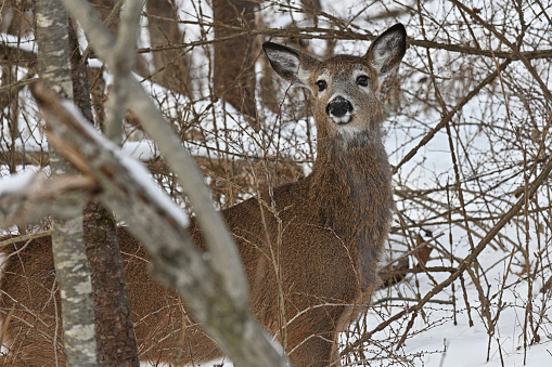 White-tailed deer in snow, about to bolt from a thicket of Japanese barberry, an invasive plant in the northeastern U.S. Deer may seek out this thorny shrub less for food than for the protection it offers from coyotes and other predators. It's no surprise, then, that Japanese barberry often harbors deer ticks, which carry Lyme disease.