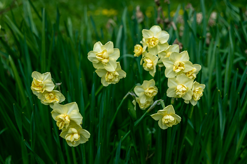 Narcissus poeticus yellow Cheerfulness blossoms in the garden in spring. . High quality photo