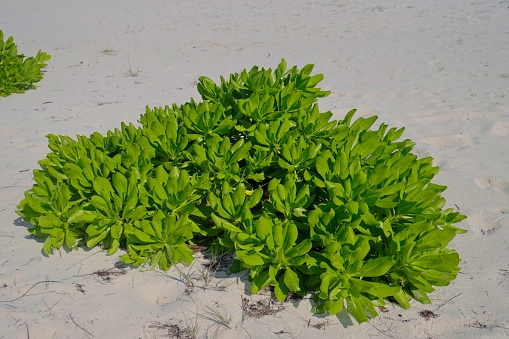 Scaevola taccada, also known as beach cabbage, sea lettuce, beach naupaka, naupaka kahakai, magoo, merambong, bapaceda or papatjeda, ngahu is a flowering plant in the family Goodeniaceae.