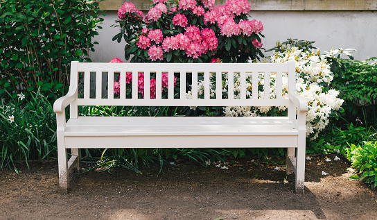 Wooden white bench in the city park, lush green parkland. Season of flowering azaleas