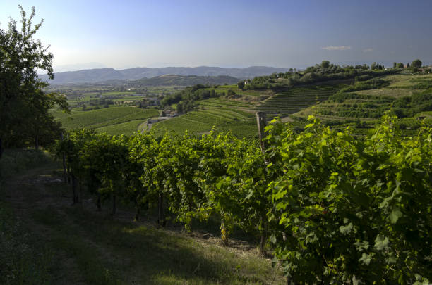 istock Moscato's vineyards at euganeans' hills, padova, italy 1368276601