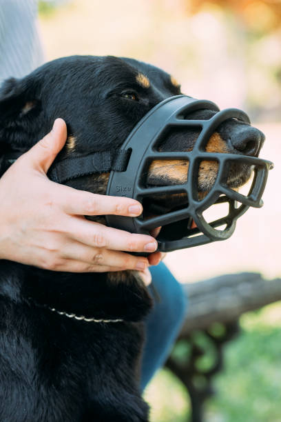 istock An Anonymous Person Holding His Dog That Is Wearing A Muzzle 1368277115