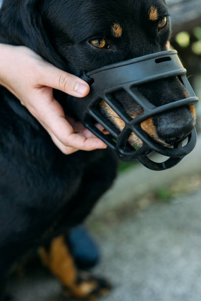 istock A Close Up Shot Of An Unrecognizable Individual Holding A Dog With A Muzzle 1368277116