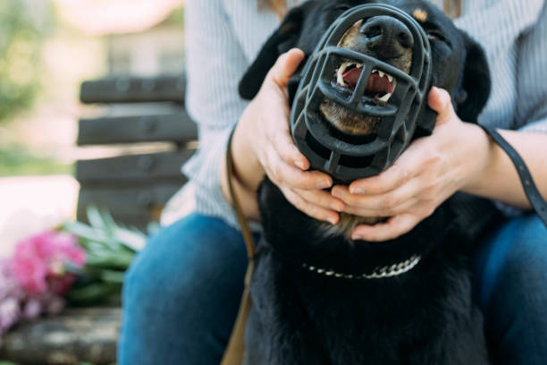An anonymous female taking her dog that is barking aggressively under control.