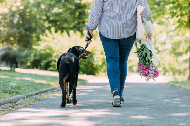 istock An Unrecognizable Woman Walking Her Dog In A Park 1368277124