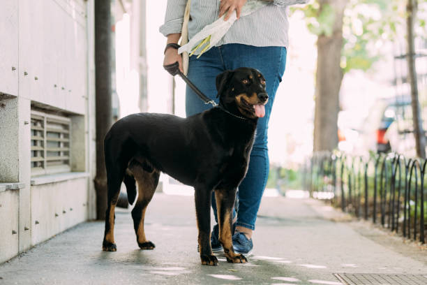 istock An Anonymous Female Holding Her Dog On A Leash While Standing On The Street 1368277141