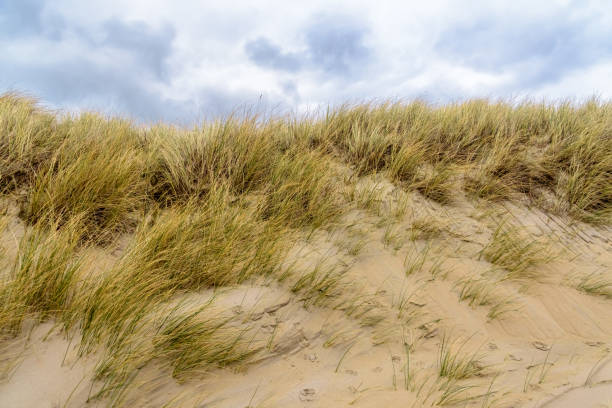istock sand dunes and grass landscape 1368277224