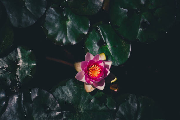 istock Pink lotus on pond 1368278371