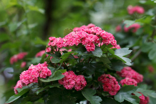 Crataegus laevigata medicinal plant blooms red flowers on green background in spring stock photo