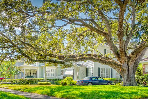 Large live oak tree and traditional houses in the Hyde Park neighborhood of Tampa, Florida, USA.