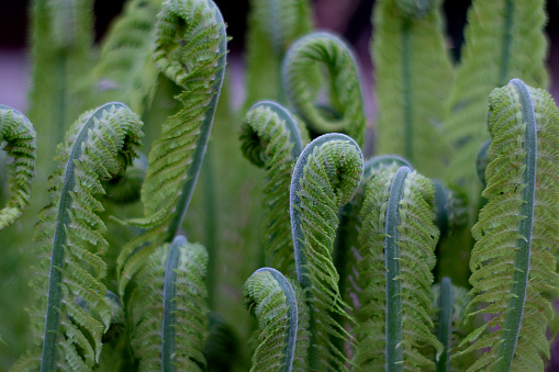 Shoots of young ferns Close Up. Fiddlehead, frond unfurling. Matteuccia Struthiopteris. Spring.