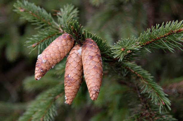 Green fir branches with needles and cones in winter close-up. Spruce. Background image with copy space.