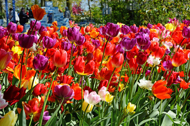 istock Amazing colourful Tulip flowers 1368281621