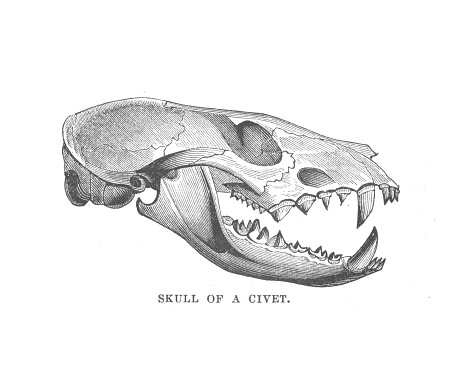 A vintage antique engraving illustration, of the skull of a civet, from the book Animal Kingdom With It's Wonders and Curiosities, published 1880.