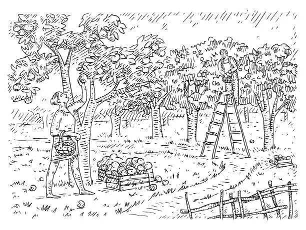 Vector illustration of Woman and man harvesting the apple in garden. Engraving black vintage