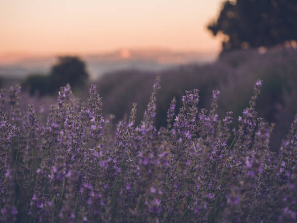 istock Lavender field at sunset time, summer season 1368283723