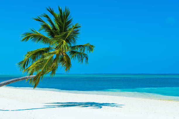 Photogenic palm tree at tropical paradise beach in Maldives, Addu City, Herathera island, Addu atoll (former Seenu Atoll), Maldives. Luxury travel holidays background. Property released.