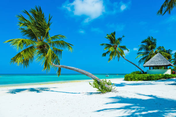 istock Palm tree at tropical paradise beach in Maldives, Herathera island 1368287099