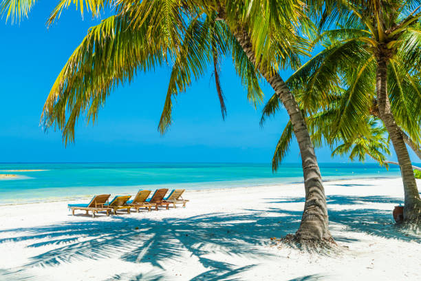 istock Lounge chairs in Maldives, Herathera island, Addu atoll 1368287121