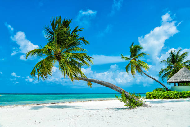 istock Palm tree at tropical paradise beach in Maldives, Herathera island 1368287161