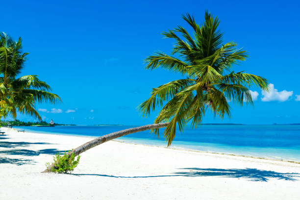Photogenic palm tree at tropical paradise beach in Maldives, Addu City, Herathera island, Addu atoll (former Seenu Atoll), Maldives. Luxury travel holidays background. Property released.