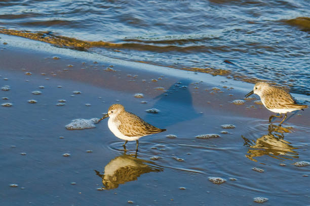 Individual migrating shore bird foraging  on the shoreline of Pacific Rim National Park on Vancouver Island, British Columbia