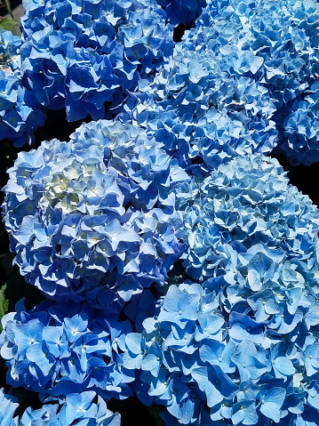 Full frame background of blue hydrangeas.