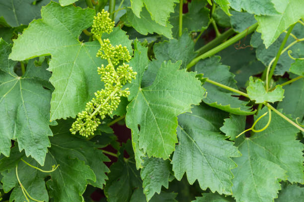 istock grapevine inflorescence and green leaves in budding and flowering stage 1368291721