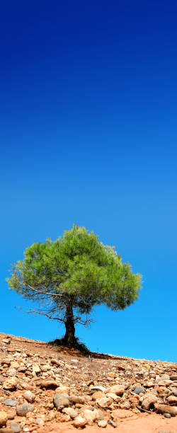 istock Close up single green pine tree on rock dry landscape over blue sunny sky 1368291852