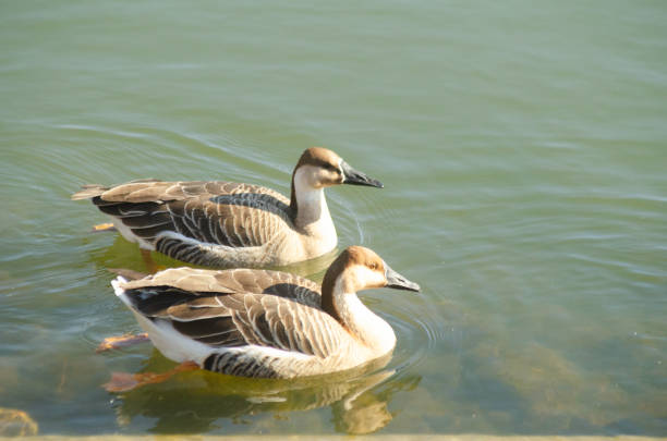 istock Two swan geese swimming in pond 1368294100