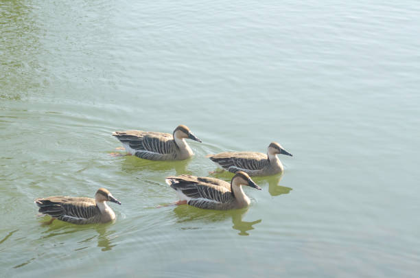 Four swan geese swimming in pond