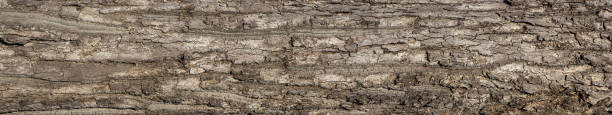 istock Ebossed texturem of the bark of tree on white background photo, High Resolution for 3D. 1368294804