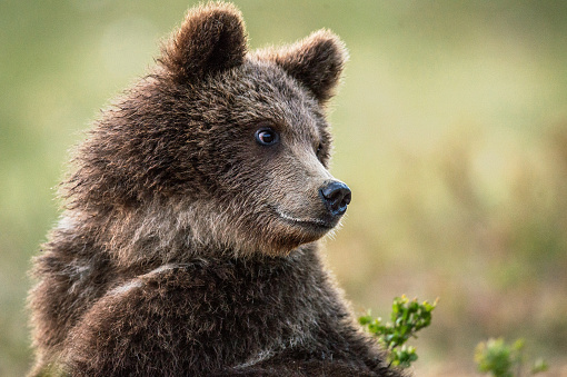 Close up portrait of brown bear cub. Scientific name: Ursus Arctos. Natural habitat, summer season.