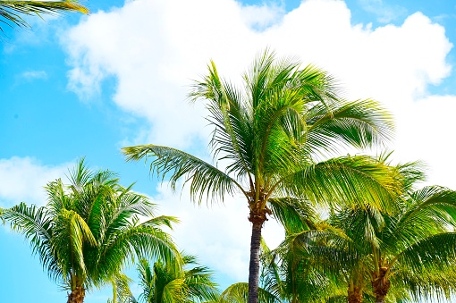 Tropical trees in Key West, Florida