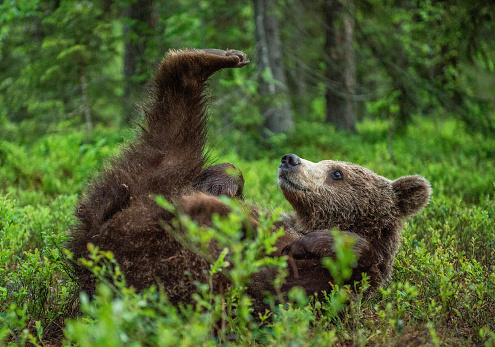 Two adult male Kodiak grizzly bears, or Alaskan brown bears - Ursus arctos middendorffi - stand head to head in tense anticipation of a fight.  Both bears are just below center frame in a horizontal composition, one a bit higher than the other atop a grassy rise, the other on the side of the grassy rise.  Hackles are not up, but it is evident that there is developing friction.  Two main colors in the image - the honey brown color of the bears against a mostly green grass background.  Lake Clark National Park and Preserve, Alaska.