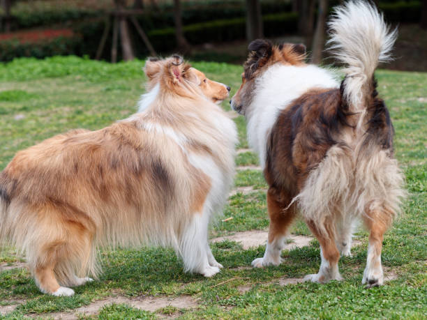Two adult Shetland sheepdog standing together and sniffing each other like whisper, dog communication. stock photo