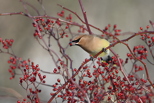 Cedar Waxwing bird sits perched on a branch eating berries