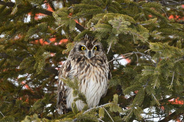 istock Winter scene of a Short-eared Owl 1368296457
