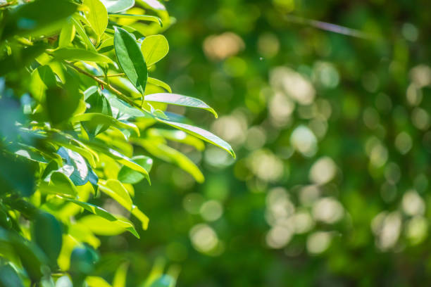Plant green leaf in garden with bokeh background