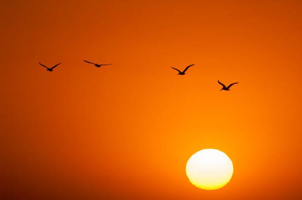 istock Pelicans Silhouetted Against Monterey Bay Sunset 1368297140