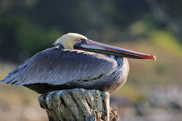 istock Brown Pelican Resting on Oceanside Piling 1368297147