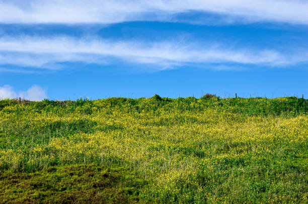 Flowering yellow field mustard plants growing on a hillsides along the California Coast.Taken in Central California.