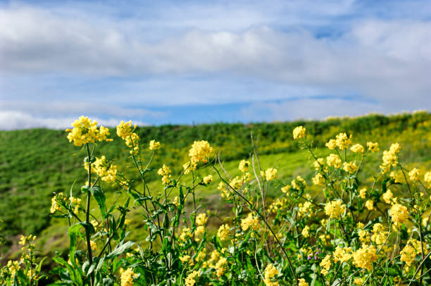 Flowering yellow field mustard plants growing on a hillsides along the California Coast.Taken in Central California.