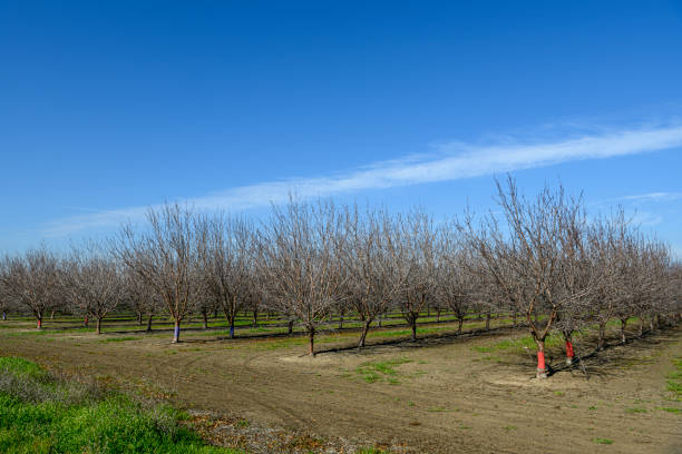 A field with trees and a building in the background. Sky. Outdoor. Tree. Grass. Field