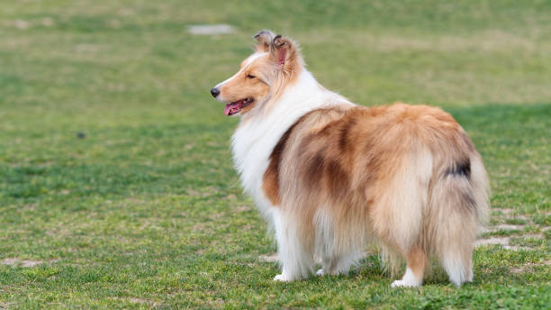 istock Cute Shetland sheepdog standing and looking back on green grass field with tail down. 1368299210
