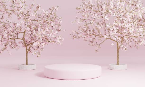 minimal style cylinder pink product podium showcase with cherry blossom tree or "sakura" in japanese language at public garden. technology and object concept. 3d illustration rendering - tree set imagens e fotografias de stock