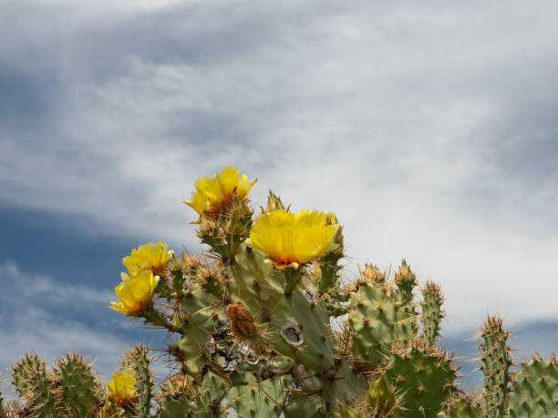 primer plano de cactus de nopal con flores amarillas - desierto chihuahua fotografías e imágenes de stock