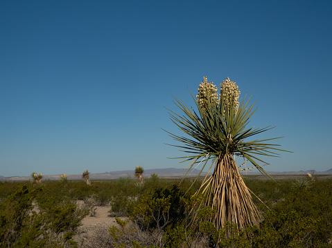 Large, blooming Faxon Yucca with other blooming yuccas and the Chisos Mountain Range in the background in Big Ben National Park, Texas