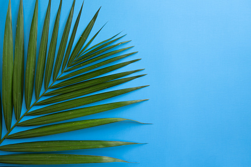 Palm frond branch border on a bight blue background with copy space
